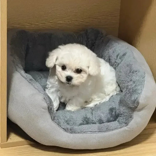 Cotton Dog Bed